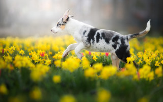 Small dog running field blurry - dog free wallpaper