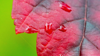 Red leaf water drops macro 2 - a red leaf free wallpaper for desktop