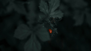 Red bug leaf plant night - plant free wallpaper