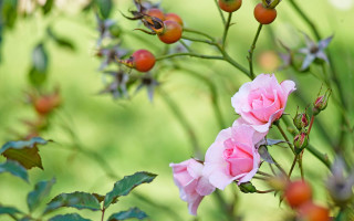 Pink rose garden bloom bokeh - a pink rose free wallpaper