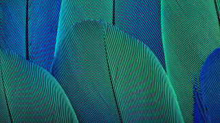 Blue green feather macro holography - clara miller burd free wallpaper