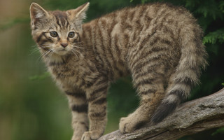 Kitten tree branch forest blurry - a tree branch in a forest area free wallpaper