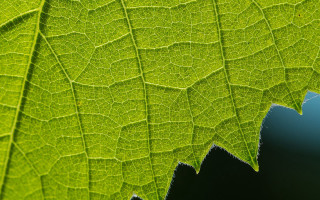 Green leaf macro nature background - a small amount of light free wallpaper
