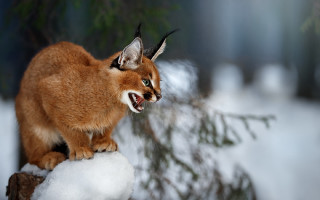 Cat snow stump growling sharp - sharp claw free wallpaper for desktop