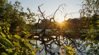 Tree water sunlight autumn branches - a tree branch free wallpaper