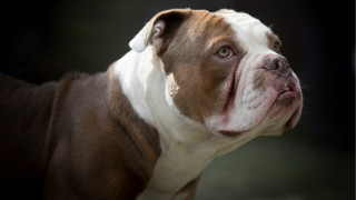 Shiba inu brown white face - on free wallpaper