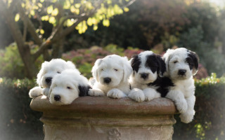Dogs pillar tree bushes adorable - free dogs wallpaper