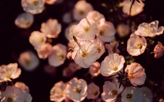 Pink flowers blooming sunny garden - sunny free wallpaper for desktop