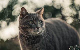 Cat green eyes staring trees - a blurry image free wallpaper