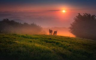 Horses hill sunset fog trees - two horse free wallpaper