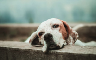 Sad shiba inu dog ledge - a ledge free wallpaper