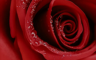 Red rose water droplets macro 47 - carlos trillo name free wallpaper
