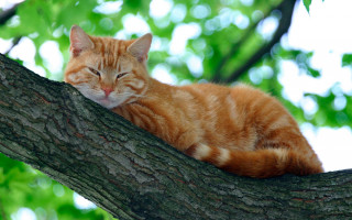 Cat sleeping branch orange nature - massurrealism free wallpaper for desktop