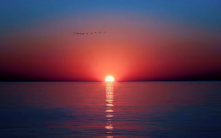 Sunset bird over water matte - sunrise free wallpaper