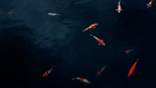 Fish pond darkblue water sky - lostfish free wallpaper