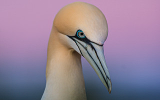 Blue eyed bird long beak - a long beak free wallpaper