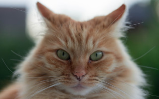 Cat green eyes blurry background 12 - symmetrical eye free wallpaper