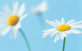 Daisies blue sky yellow white - a white center free wallpaper