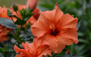 Flower leaves background bokeh macro - many free wallpaper