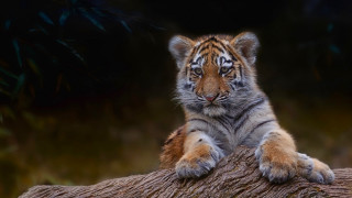 Tiger cub sitting log sad - a tiger cub free wallpaper