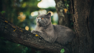 Cat branch forest curious bird - curious free wallpaper