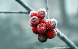Berries snow ice branch macro - berry free wallpaper