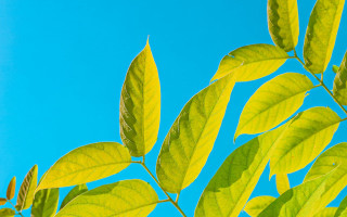 Leafy tree blue sky clouds - david brewster free wallpaper