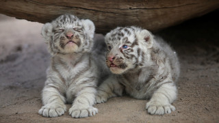 White tiger cubs log rock - the ground in front free wallpaper