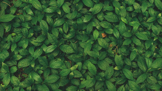 Green leaf brown object plant - a close up free wallpaper