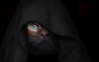 Cat hooded blanket dark ominous - under a blanket free wallpaper