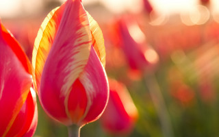 Pink flower macro deep depth - deep depth of field free wallpaper