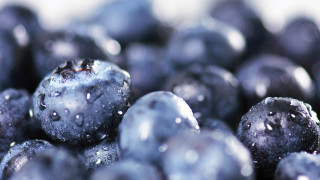 Blueberries water droplets macro bokeh 2 - berry free wallpaper