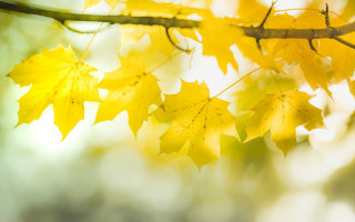 Autumn branch yellow leaves sunset - fall free wallpaper