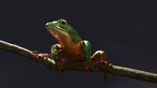 Frog branch open eyes dark - adam rex free wallpaper