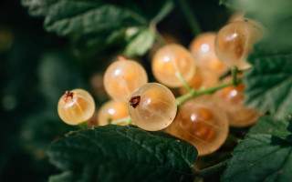 Yellow berries green leaves macro - a green leafy branch free wallpaper