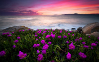 Flower field water rocks sunset - a bunch of flowers free wallpaper for desktop