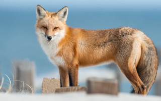 Fox ocean woodenpost blue sky - a fox free wallpaper