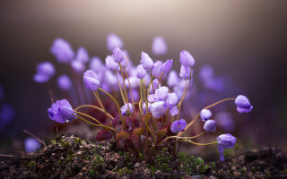 Small plant purple flower macro - dirt free wallpaper