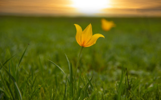 Yellow flower sunset grass nature - field free wallpaper