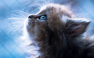 Kitten blue eyes long hair - a kitten free wallpaper