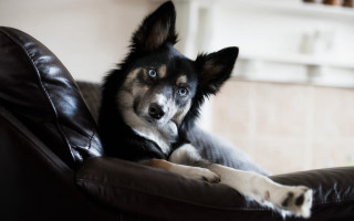 Dog couch pillow serious vanitas - the pillow free wallpaper