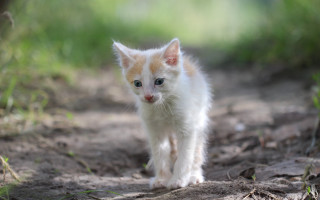 White kitten walking dirt road - a dirt road free wallpaper