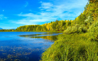 Lake trees grass blue sky 3 - tree and grass free wallpaper for desktop