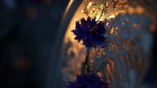 Vase flowers light bokeh blurry - chiharu shiota free wallpaper
