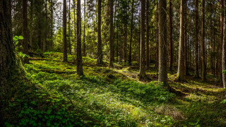 Lush green forest path nature - free forest wallpaper for desktop