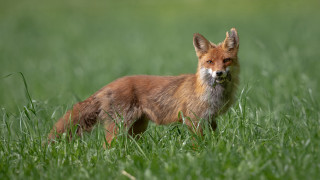 Red fox grassy field open - a red fox free wallpaper