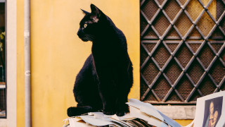 Black cat pile papers building - mail art free wallpaper