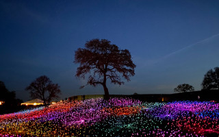 Glowing tree night sky fireworks - bruce munro free wallpaper