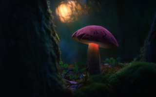 Mushroom light forest fullmoon tree - a mushroom free wallpaper