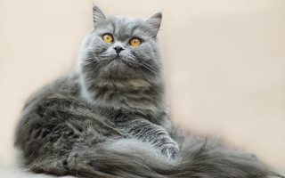 Gray cat yellow eyes curious 5 - regal free wallpaper